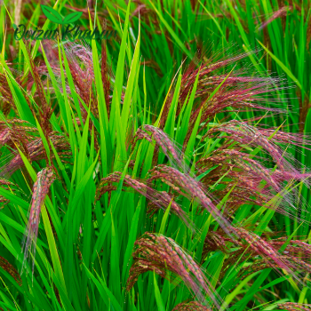 Untitled design (16)